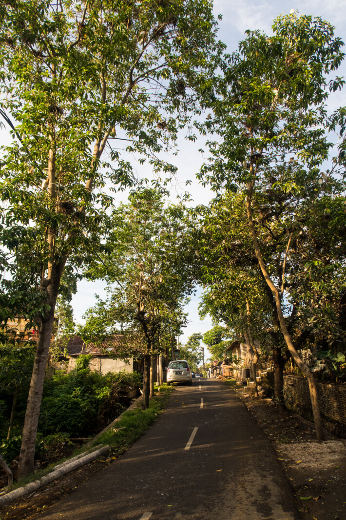The herons build their nests on trees along the village road.