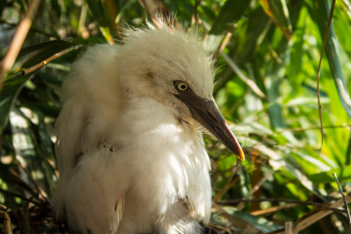 baby heron on his nest- Petulu village