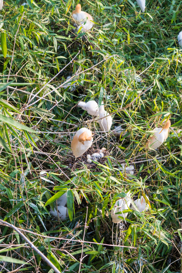 The herons on their nest -Petulu Village