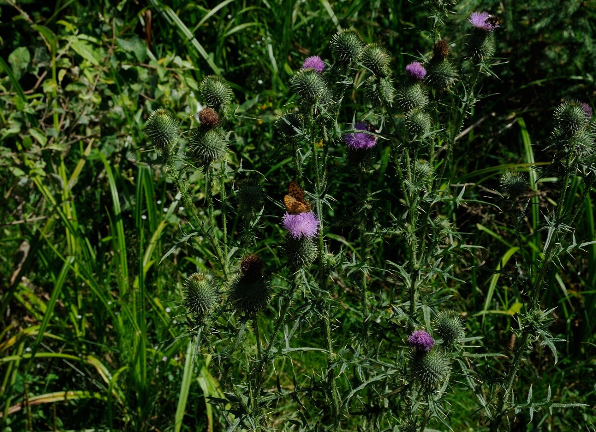 Butterfly on a flower. Ukrainian Carpathian Mountains.