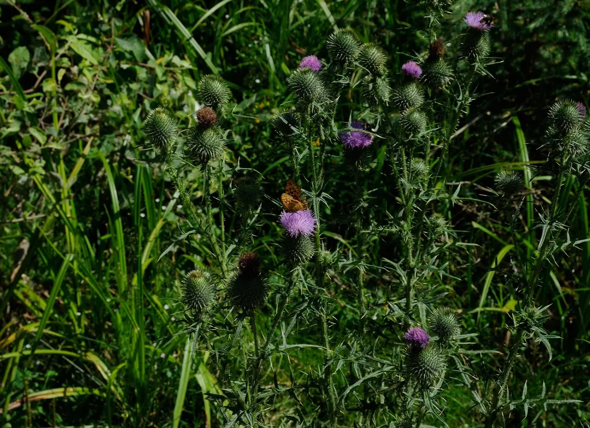 Butterfly on a flower. Ukrainian Carpathian Mountains.