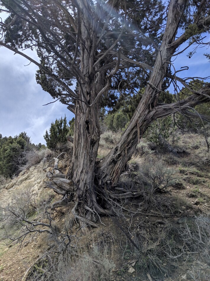 Old Tree