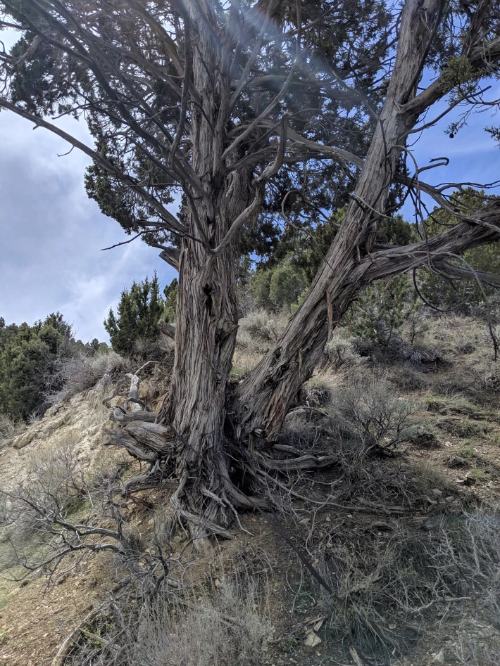 Old Tree