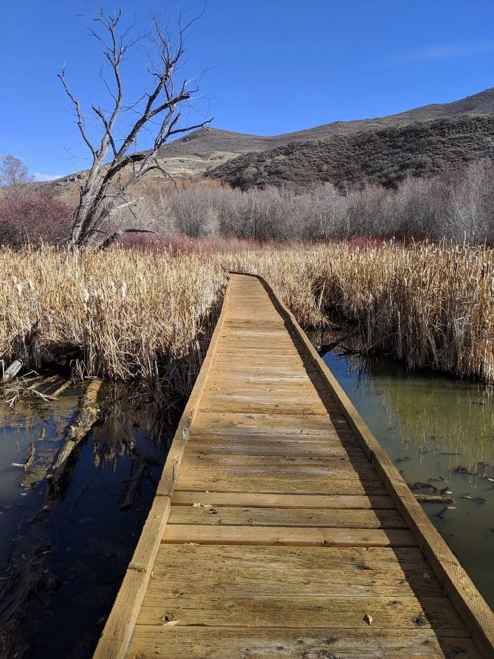 Wooden Path