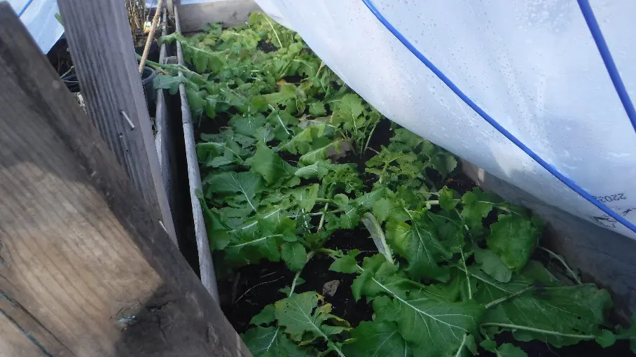 Golden Globe Turnips