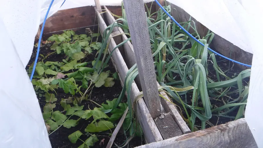 Parsnip and Leek