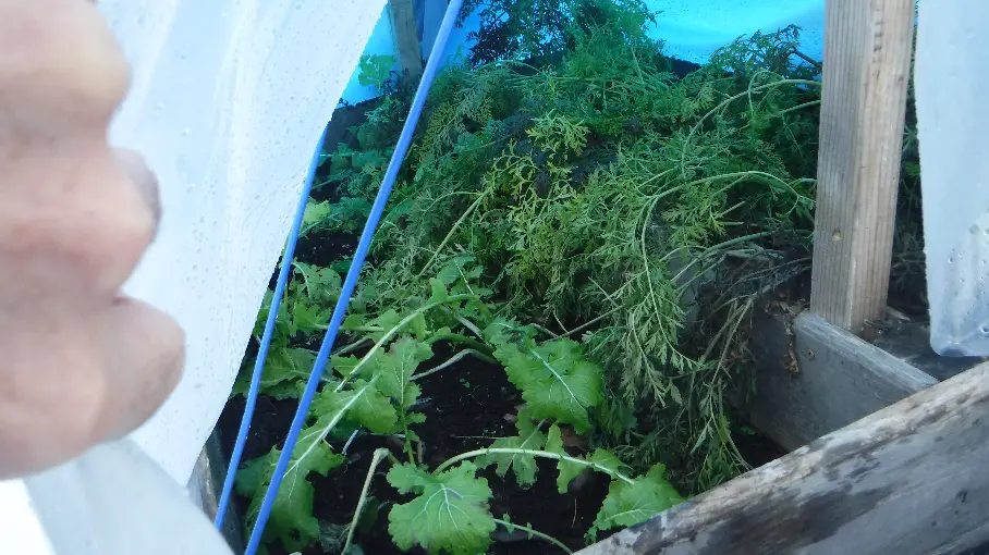 Golden Globe Turnips and Carrots