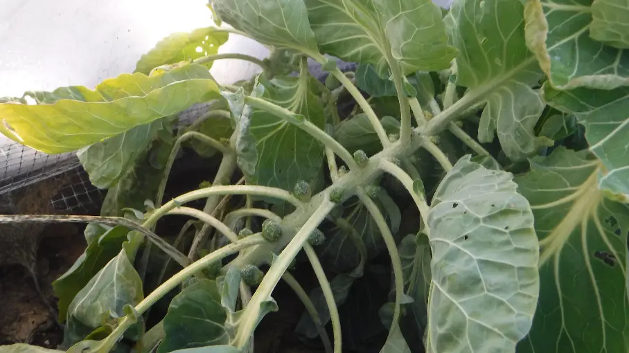 Brussels Sprouts