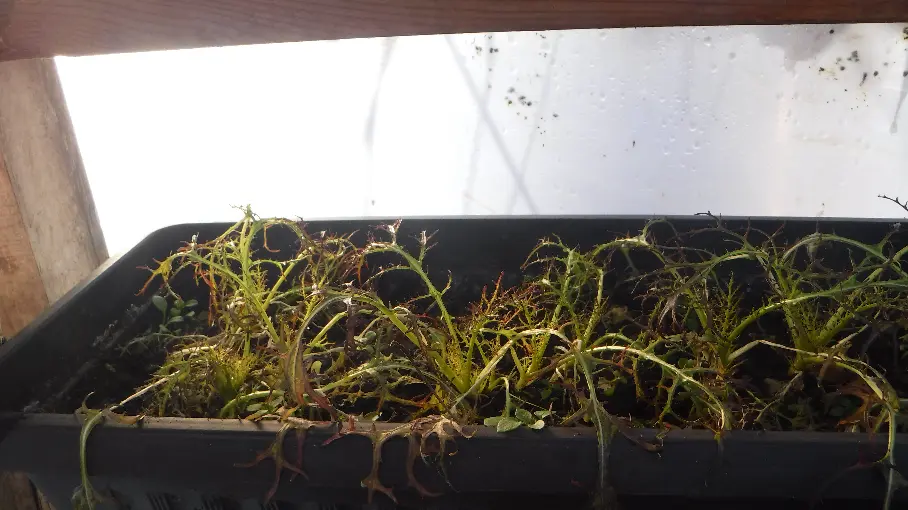 Ruby Leaf Mustard Lettuce