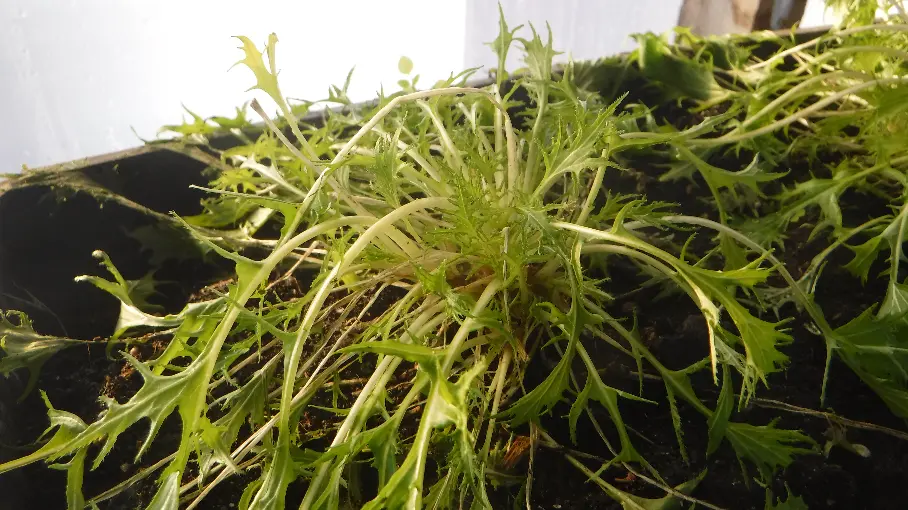 Early Mizuna Japanese Mustard