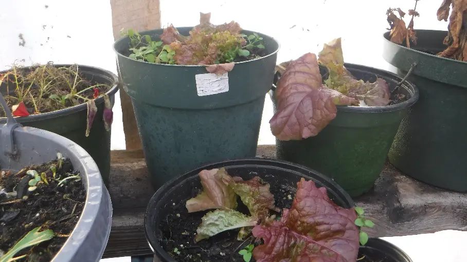 Ruby Leaf Lettuce