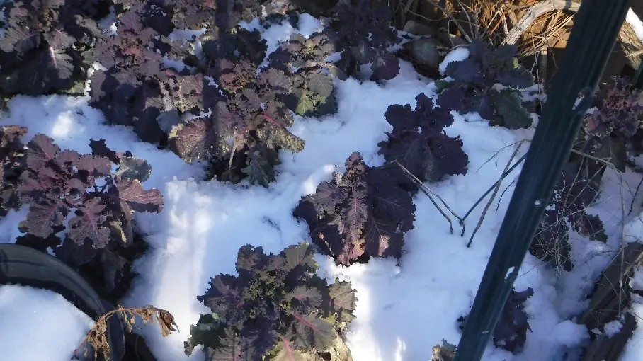 Red Kale
