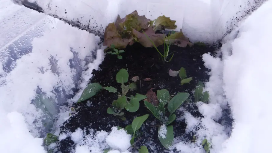 Winter Spinach and Ruby Leaf Lettuce