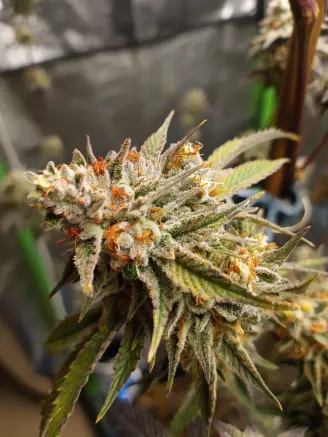 Stardawg