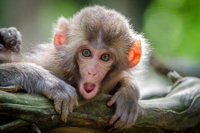 monkey in the middle web3