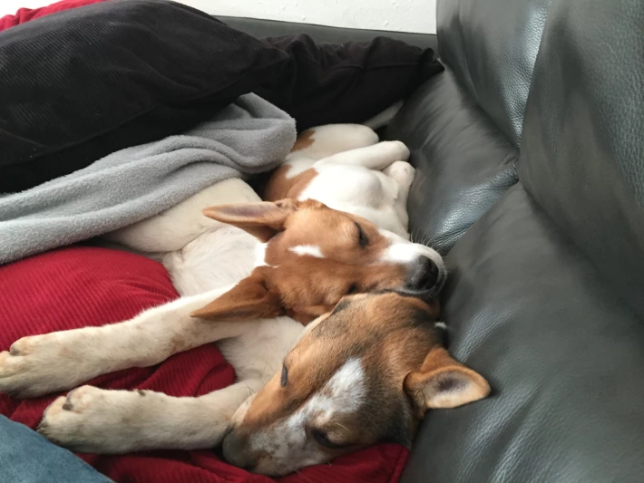 Napping on the couch