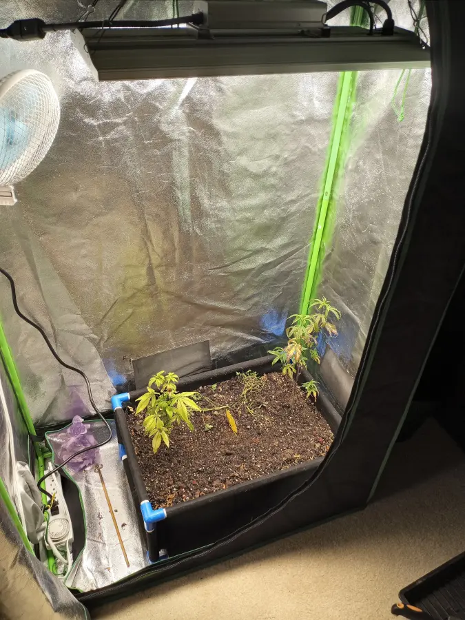 Transplanted into soil.