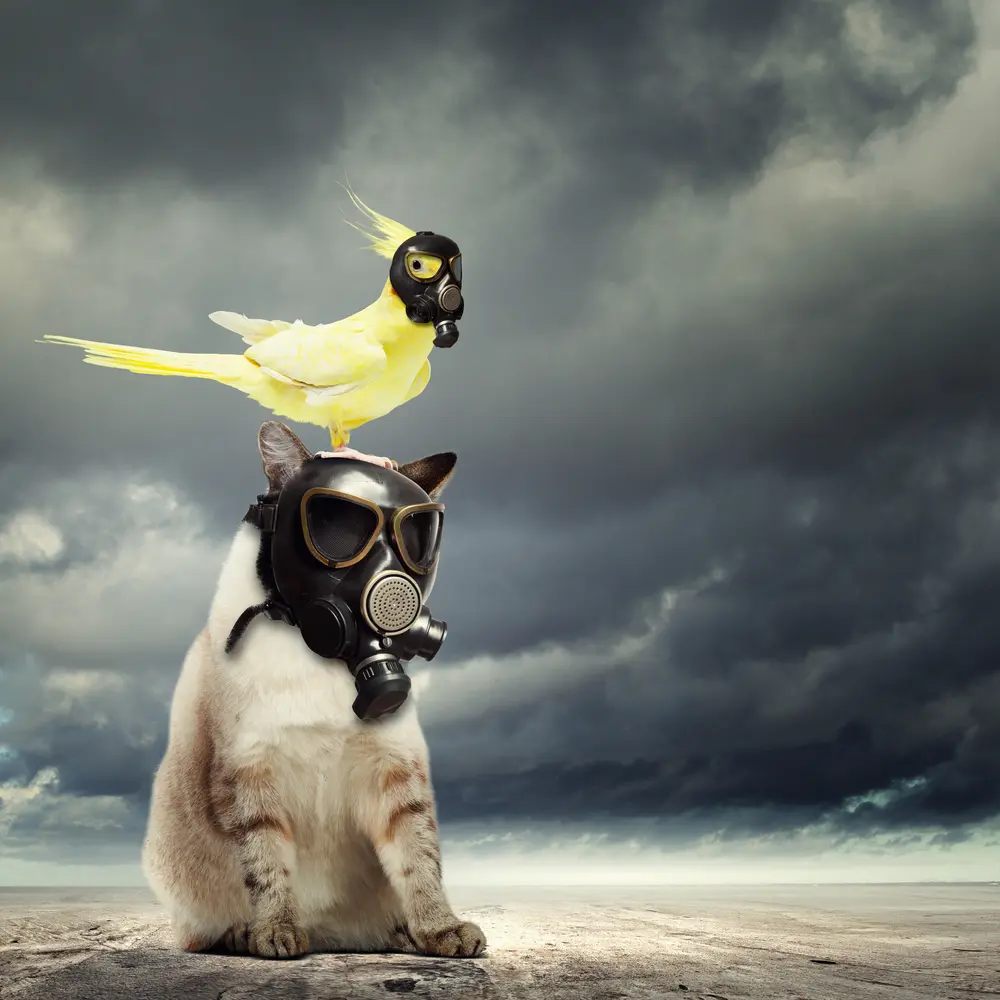 Parrot On A Cat With Gasmasks