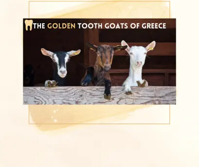 image of 3 goats looking over a fence