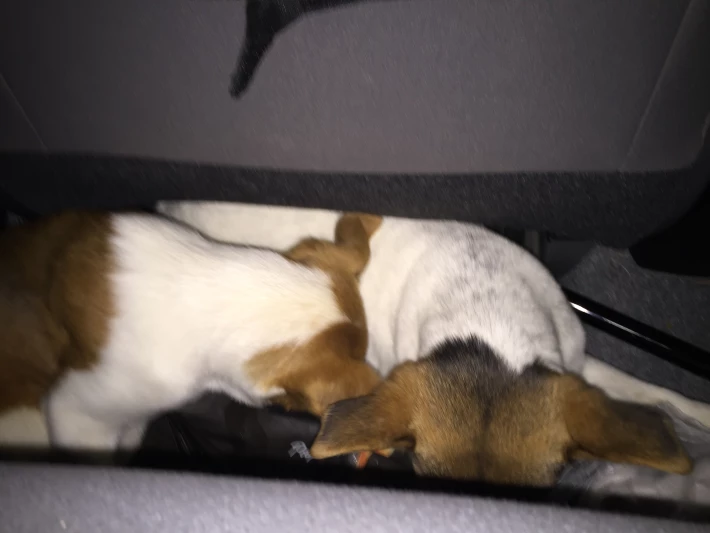 Scared babies hiding on way home
