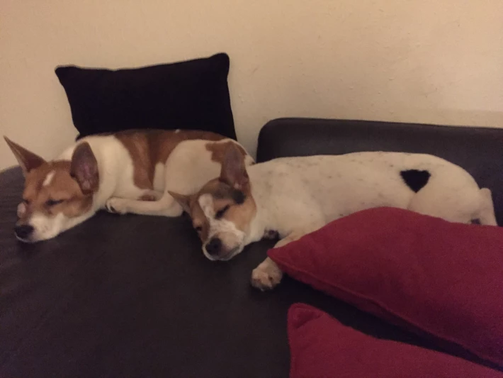 Puppies napping again
