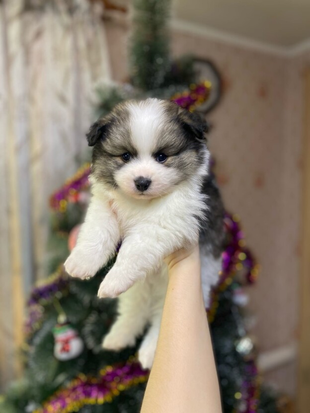 German spitz