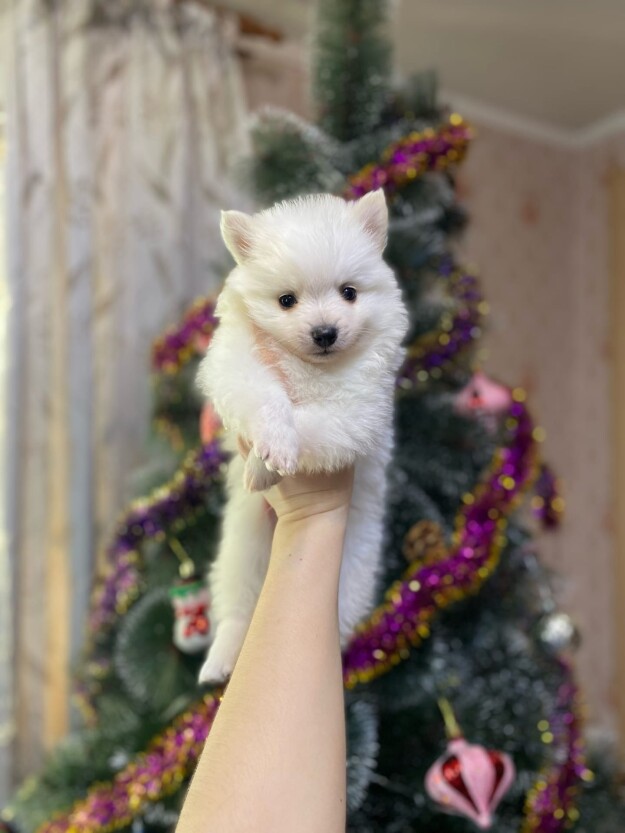 German spitz