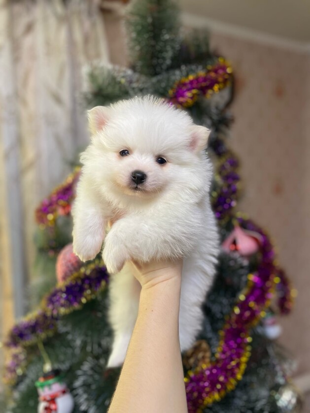 German spitz