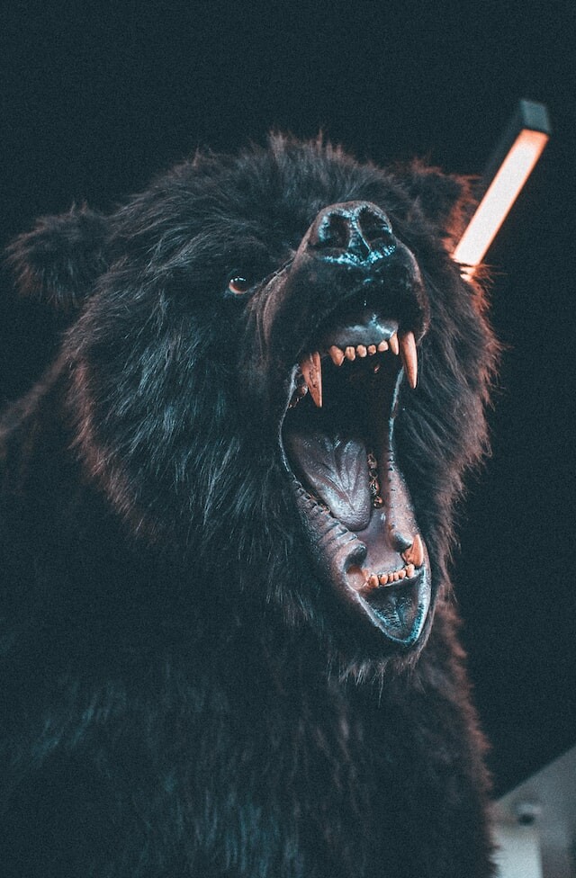 Scary Bear