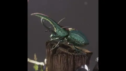 Microcosm