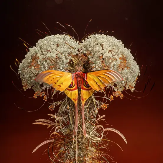 Butterfly on a flower