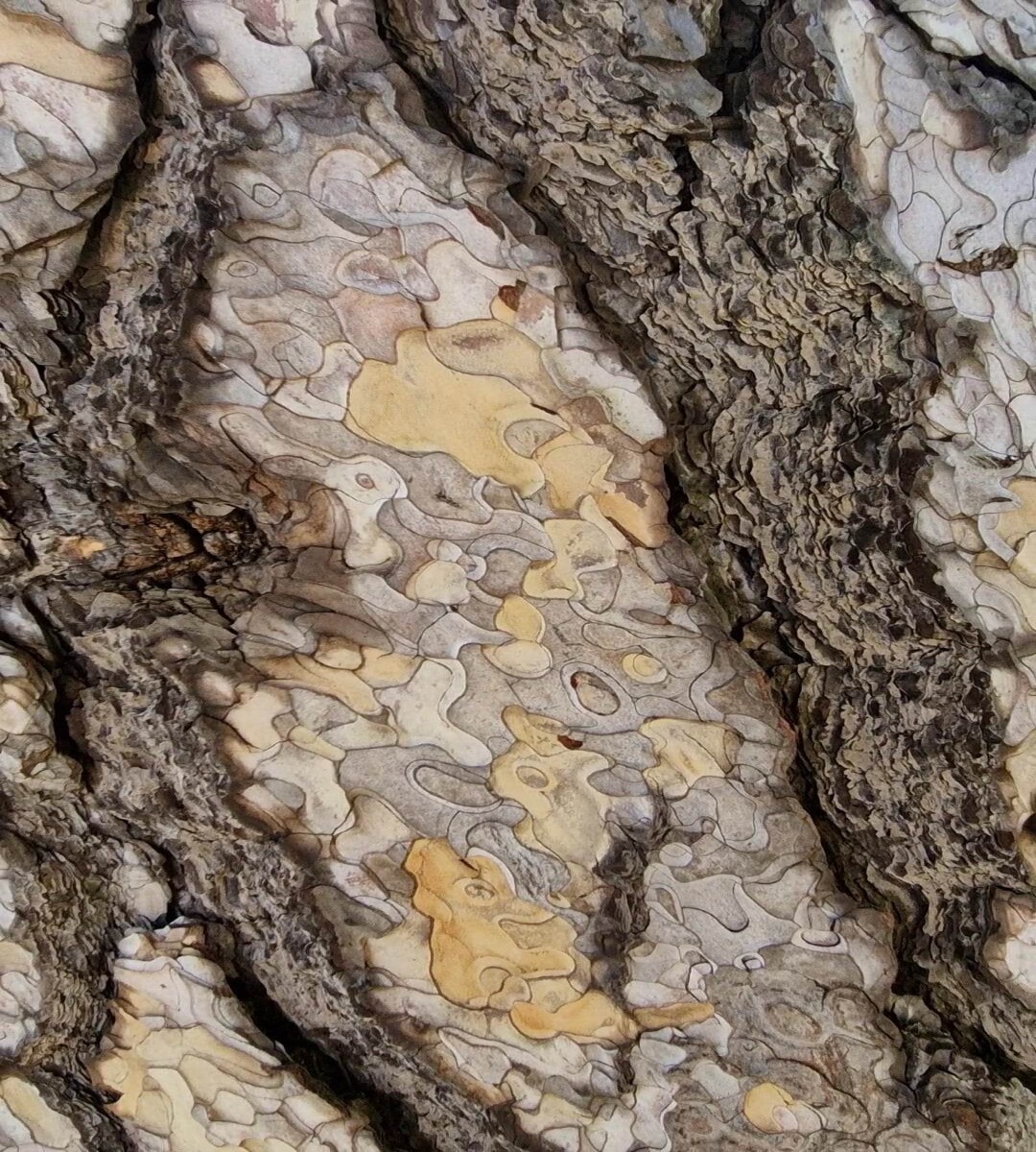 organic shapes, tree bark close up