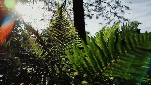Test video