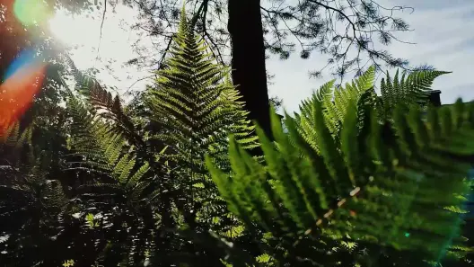 Test video