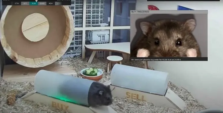 Hamster