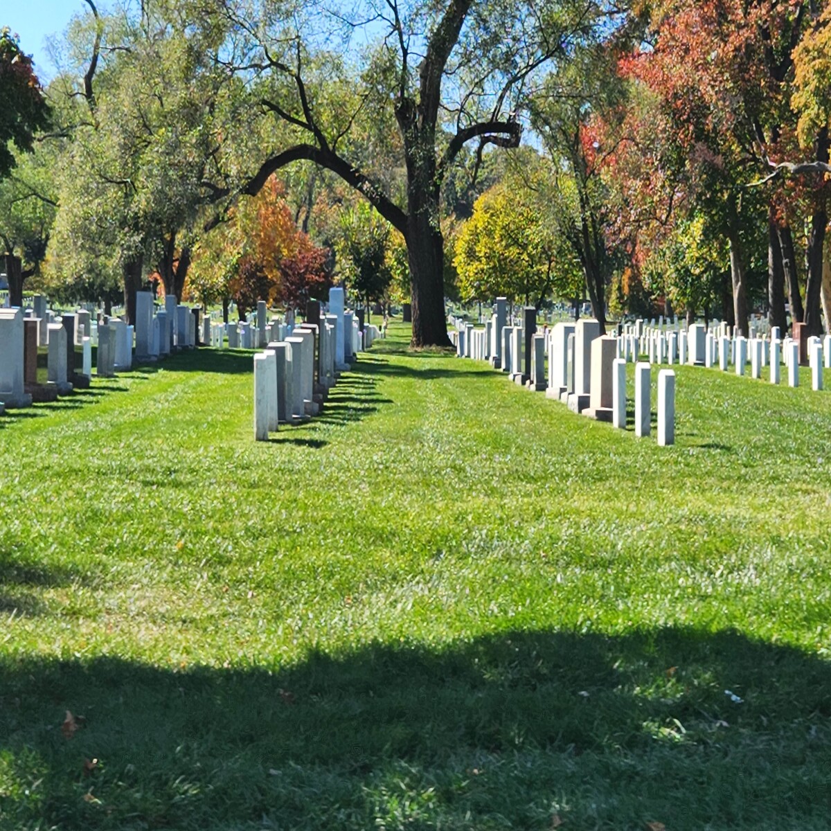 Arlington National Cemetery Great Tree Splits The Rows