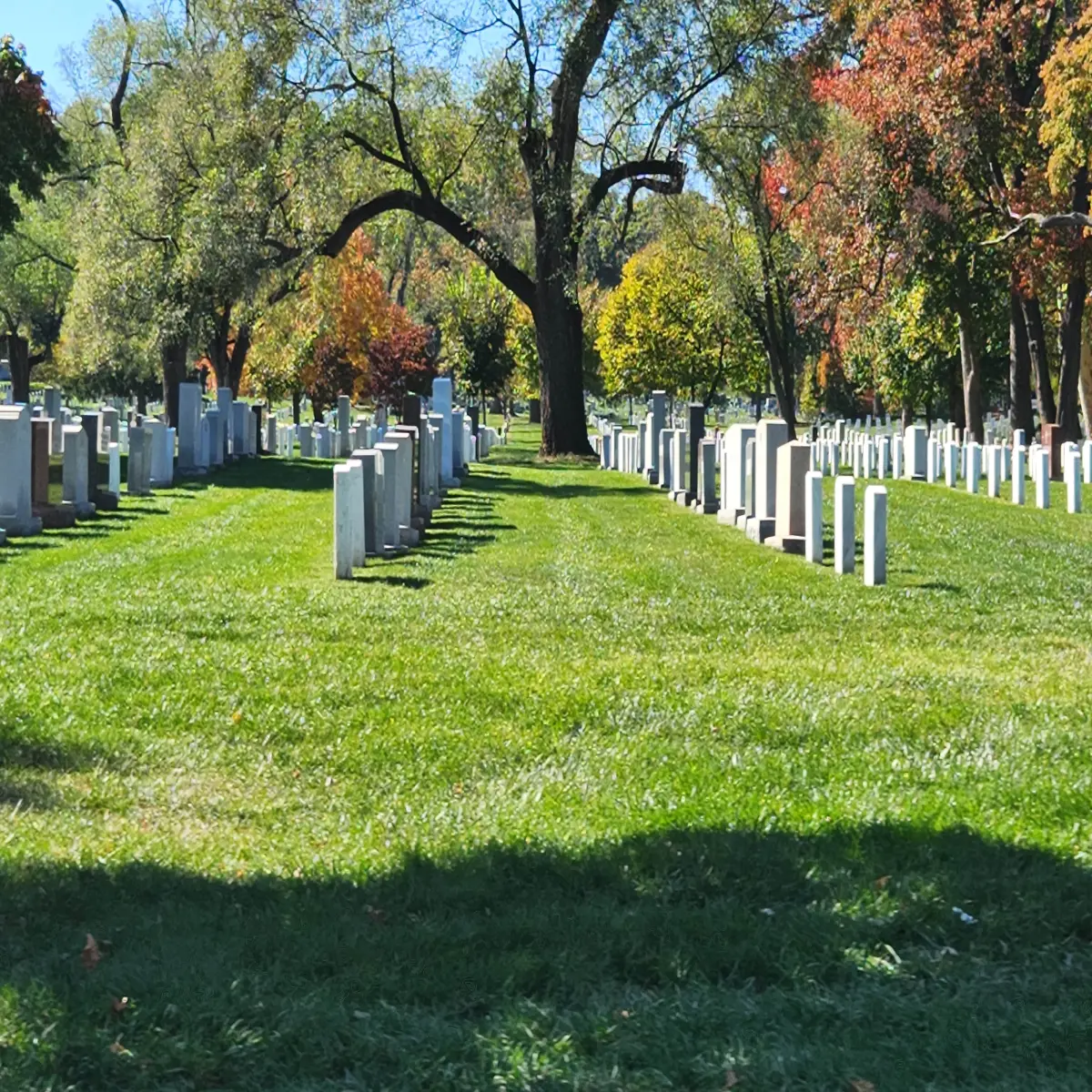Arlington National Cemetery Great Tree Splits The Rows