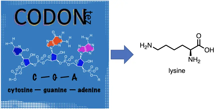 CGA -> lysine