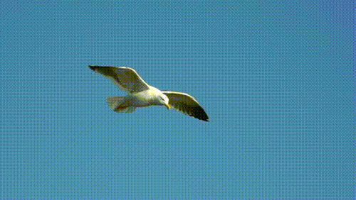 461c3f8621390ff171ca8df5c3a910593fd7c0fe0ed34f0153bb14cb4b959bfa.gif