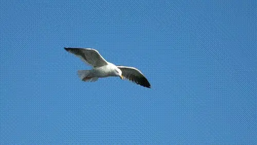461c3f8621390ff171ca8df5c3a910593fd7c0fe0ed34f0153bb14cb4b959bfa.gif
