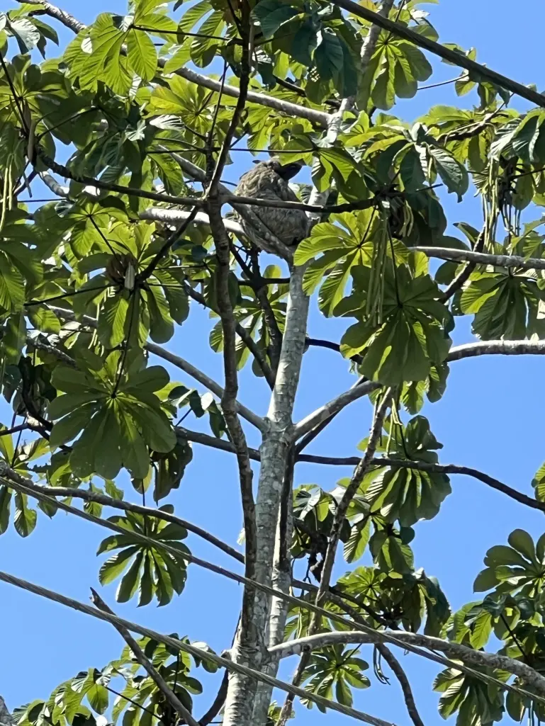 And the second time we stopped to look, also on a tree, how a sloth lives. I saw a sloth for the first time in my life. This is so cute! There is also a video of it below. But in the photo you can see how he sits on a branch.