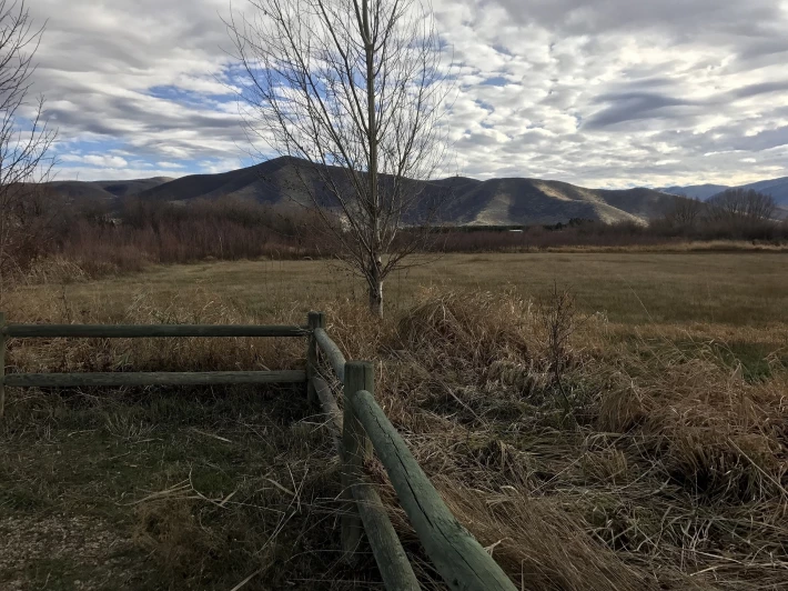 Field
