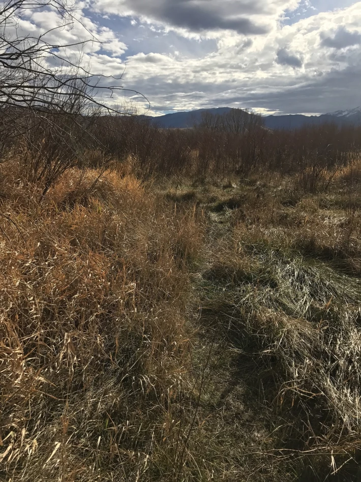 Distant Mountains