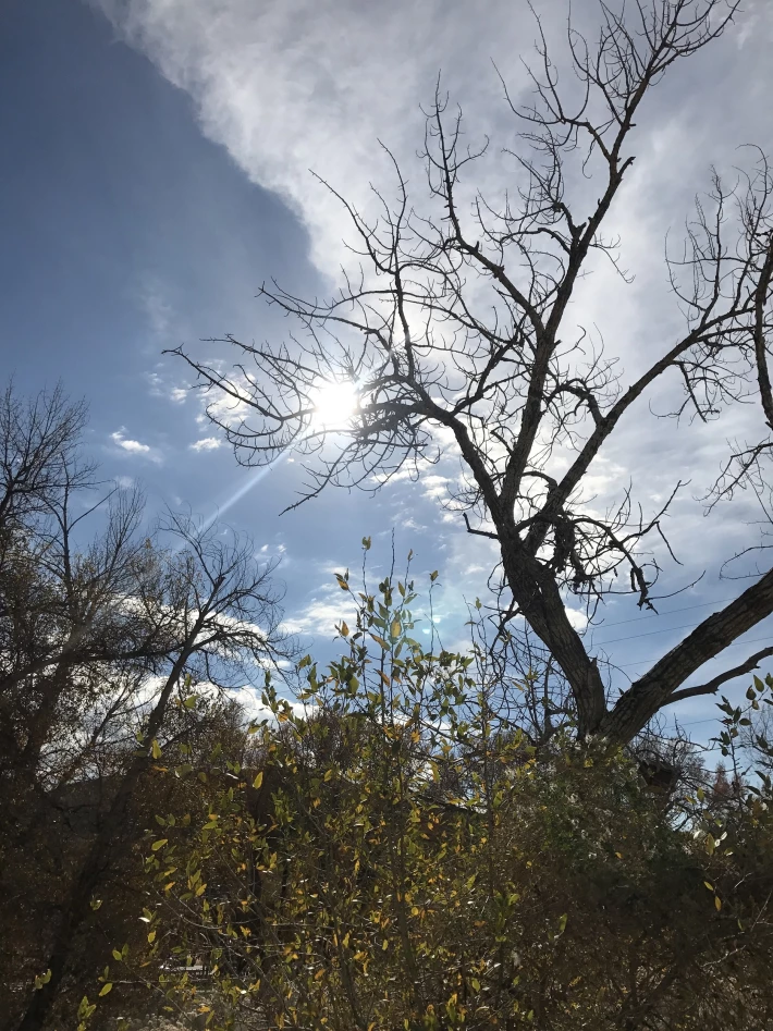 Fire Breathing Tree