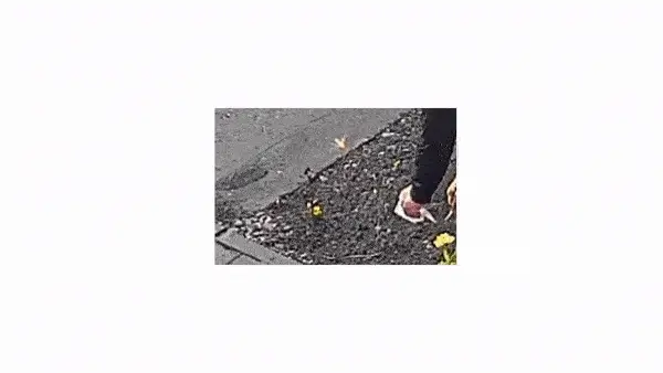 f67908ca7d3446e8e8056961fd01b4fcee3bdd4d59b6c9401e3fc4fc36b293ed.gif
