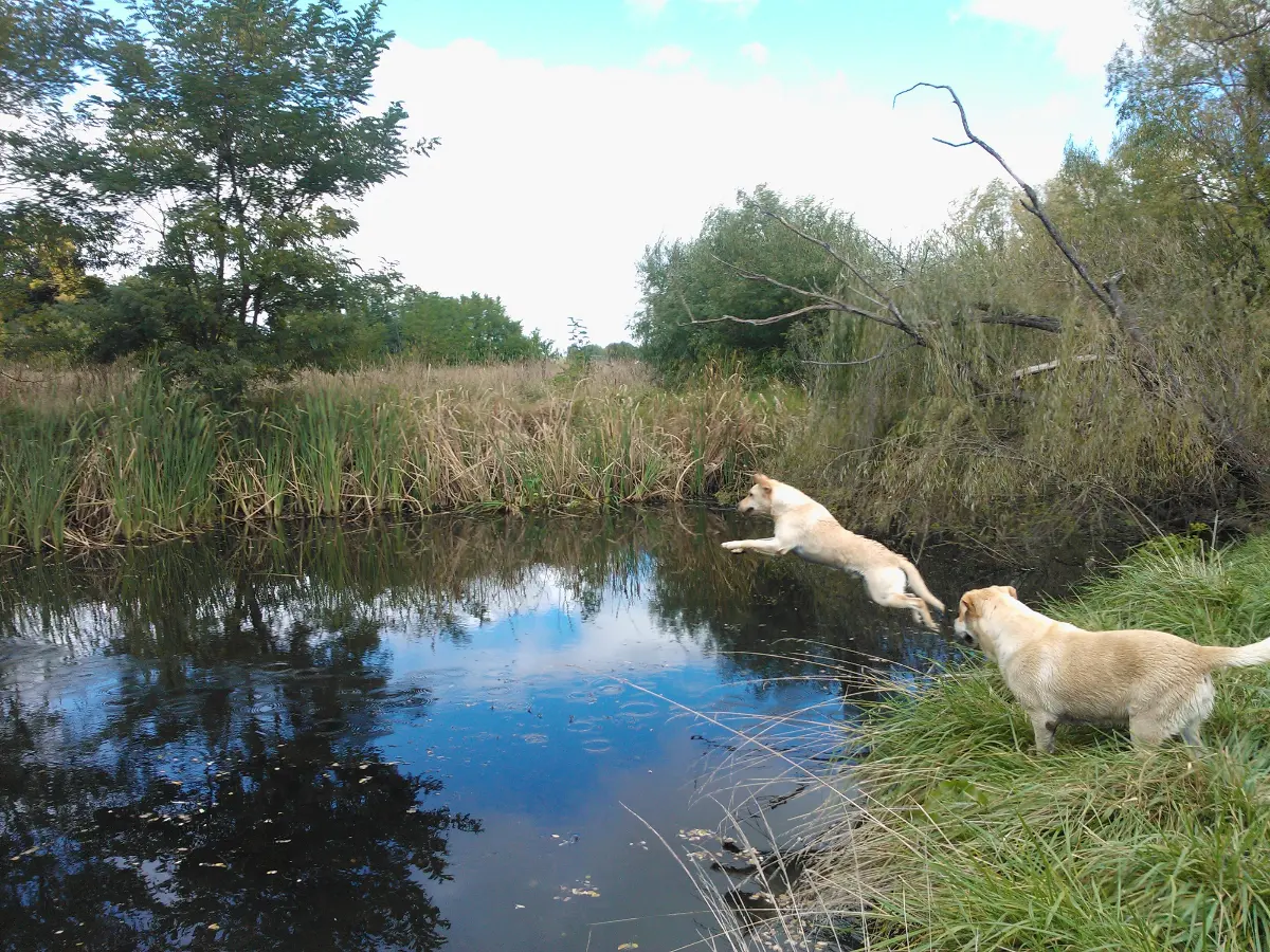 Labrador dog jumping on a pond
