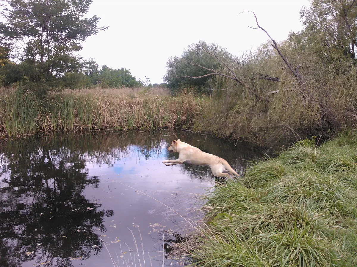 Labrador Dog Diving in Pond