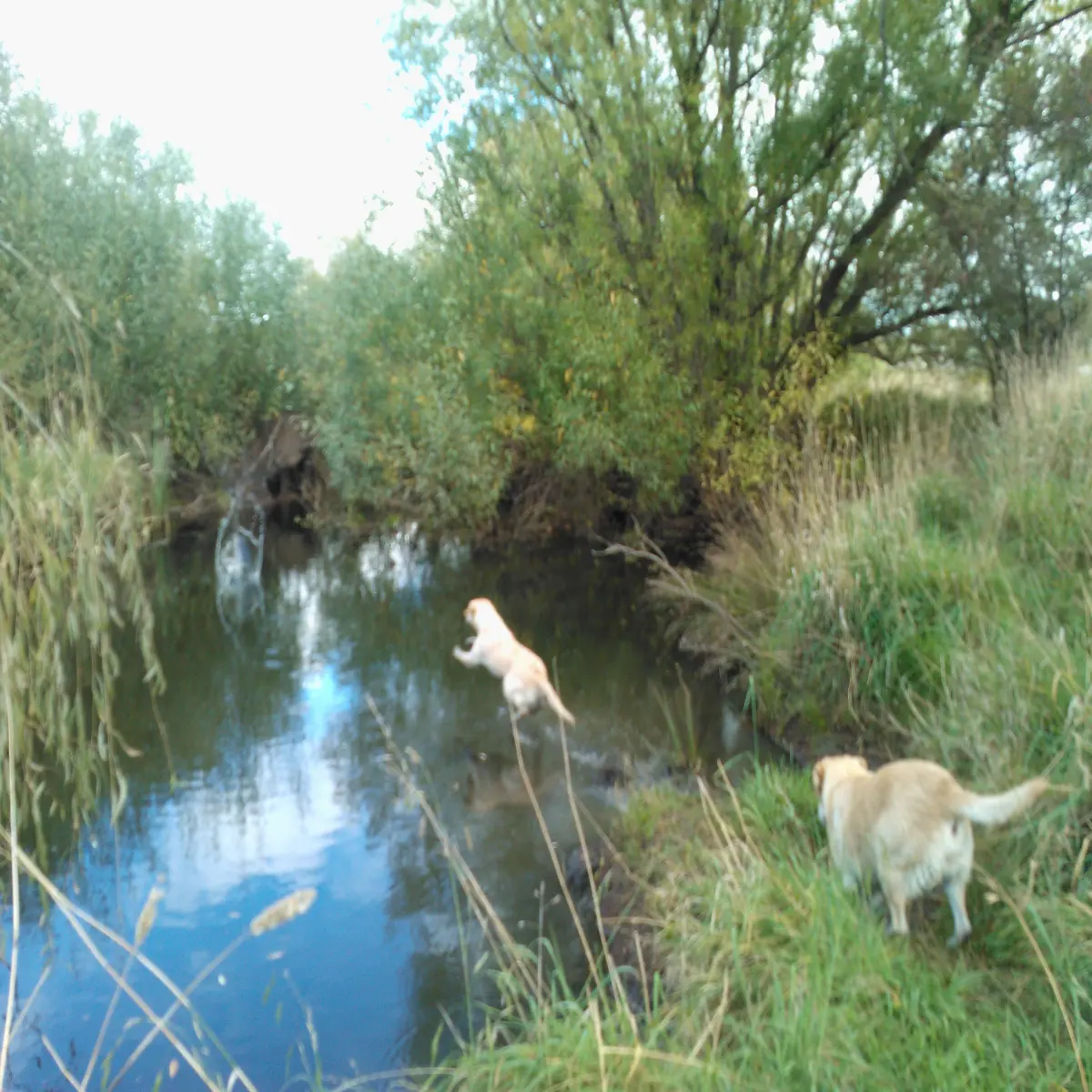 Landing Nicely in the Water