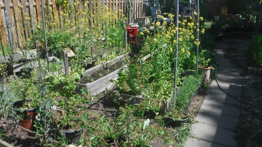 Flowering Turnips