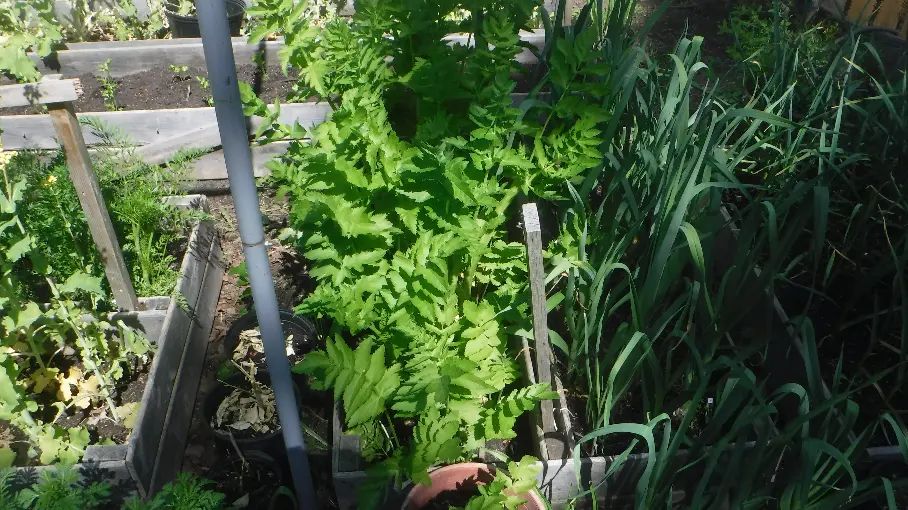 Parsnips and leeks